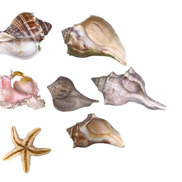 Mixed Seashells & Starfish Collection Small Size For Crafts Or Decor Brown Pink - Picture 1 of 8